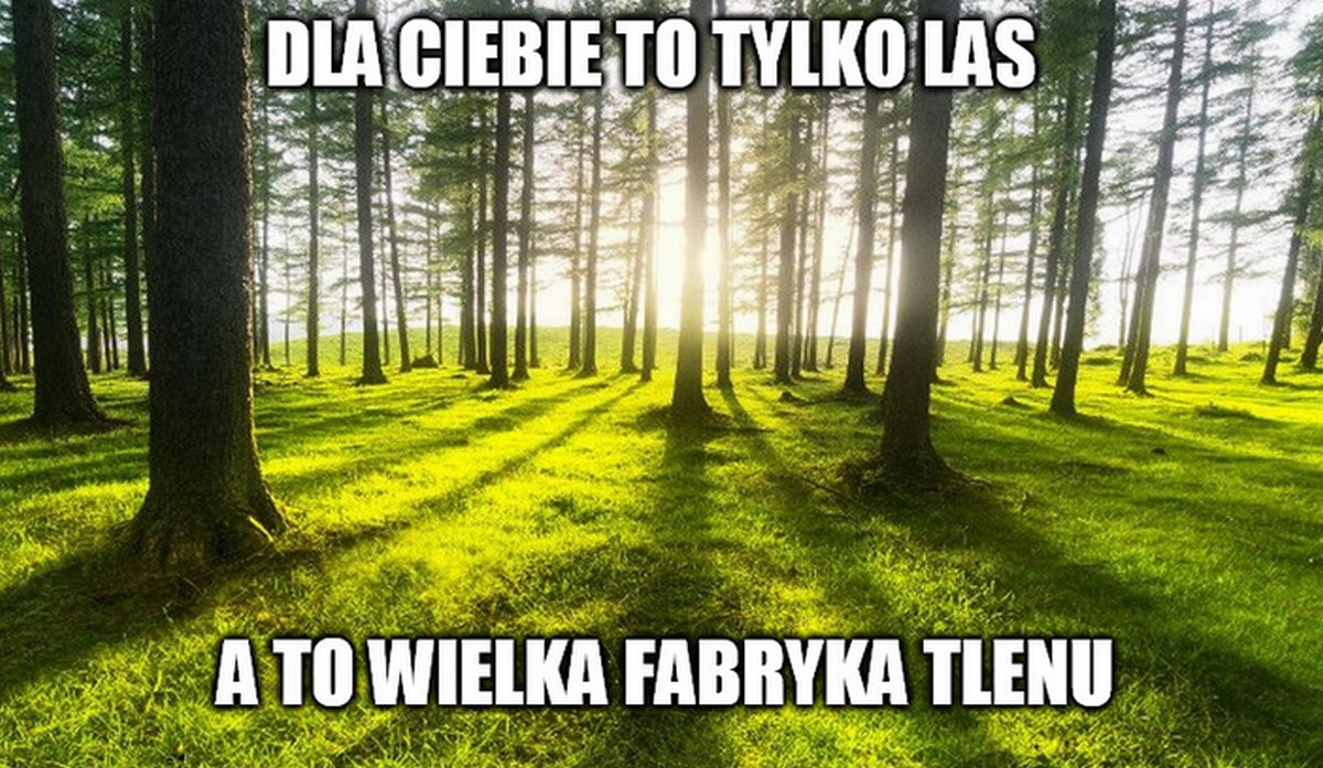 Komisja Europejska planuje zasadzić 3 miliardy drzew w ciągu dekady, bo jednak drzewa się przydają