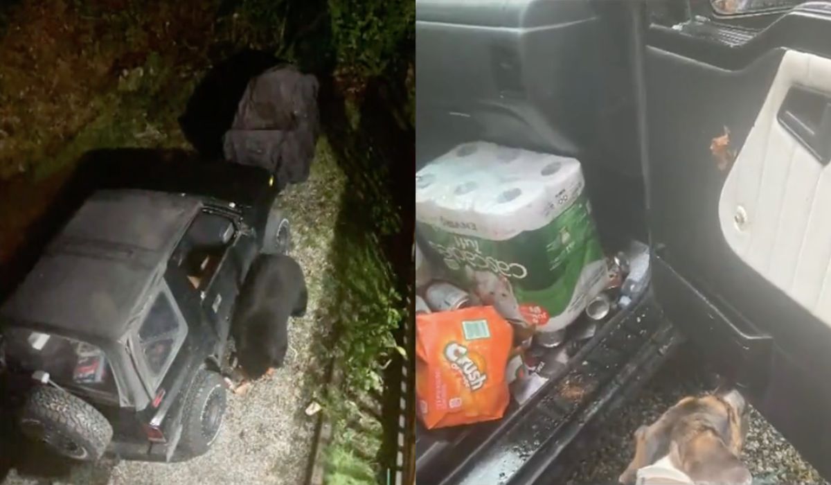 Kanada: niedźwiedź włamał się do samochodu, wypił cały zapas napojów gazowanych i odpuścił dopiero przy dietetycznych