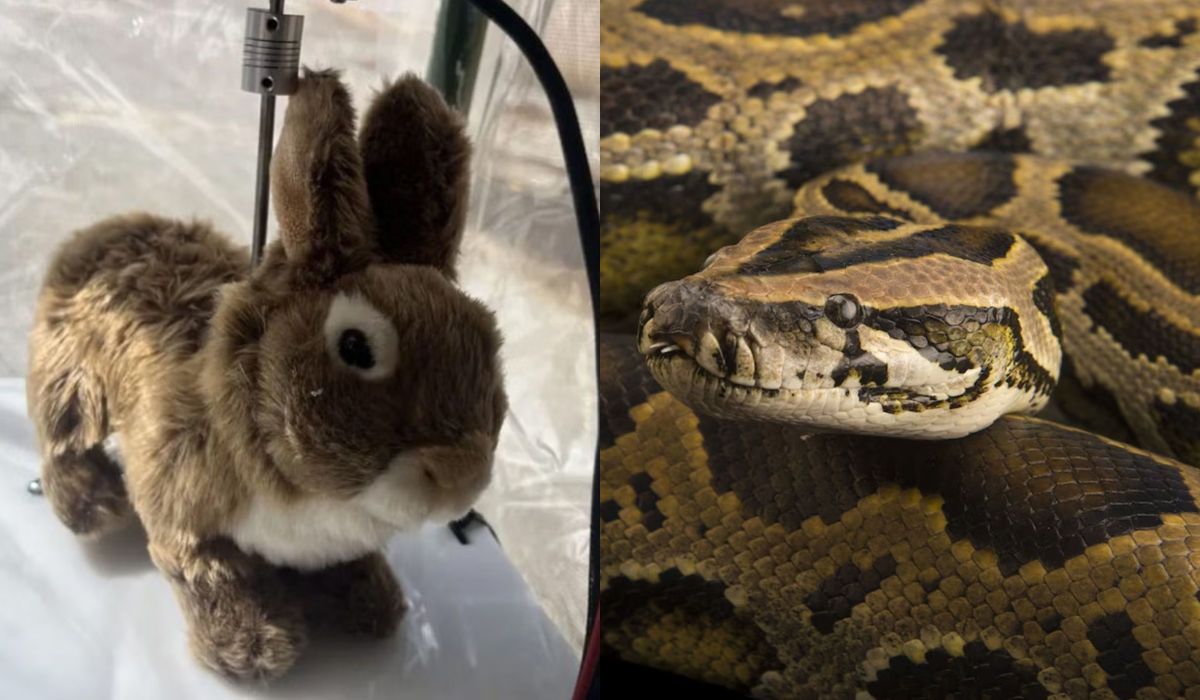 Floryda testuje solarne robokróliki, żeby walczyć z inwazyjnym gatunkiem pytona