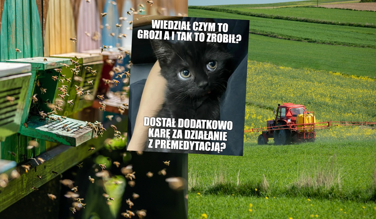 Rolnik, który nielegalnymi opryskami przyczynił się do zagłady ponad 7 milionów pszczół, został skazany