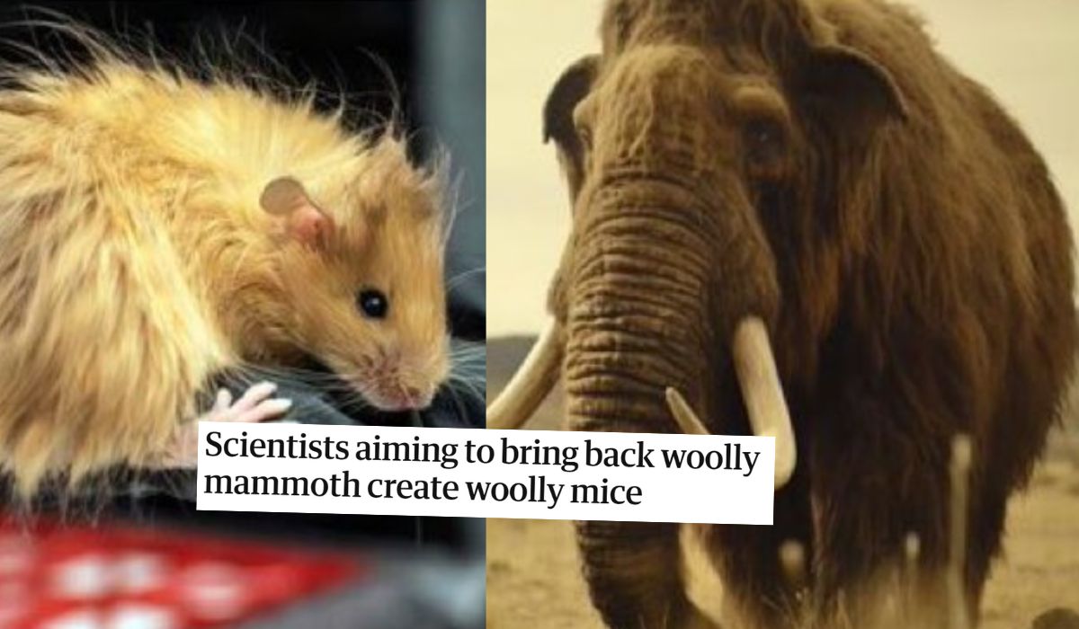 Naukowcy planujący przywrócić mamuty stworzyli nowy, włochaty gatunek myszy