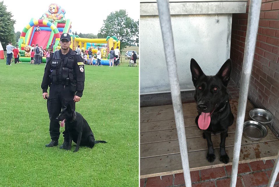 Myślibórz: przełożeni złośliwie zabrali policjantowi psa