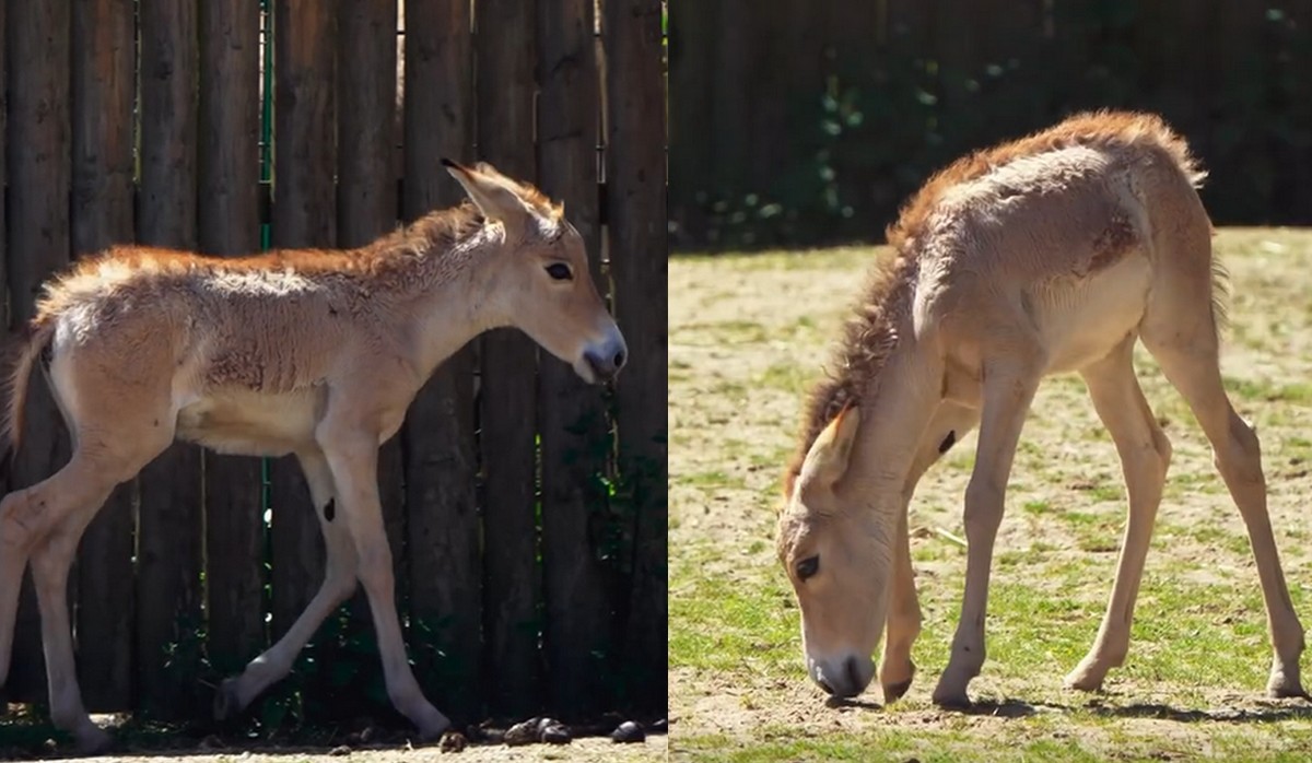 W brytyjskim zoo urodził się kułan perski i jak coś jest to bardzo dobra wiadomość