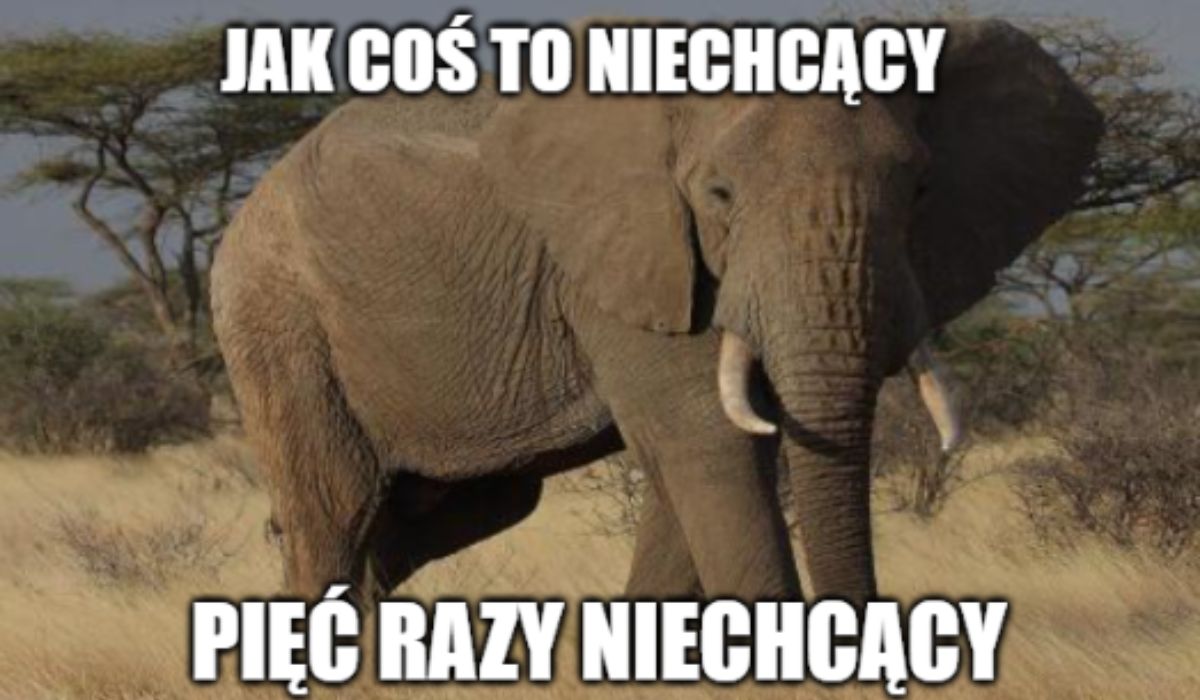 Gabon: pięć słoni stratowało amerykańskiego milionera na polowaniu 