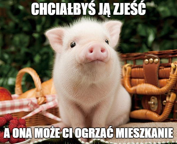 Świńskie odchody jako źródło energii i czystego powietrza