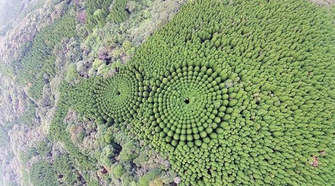 Niesamowite kręgi w lesie w Japonii