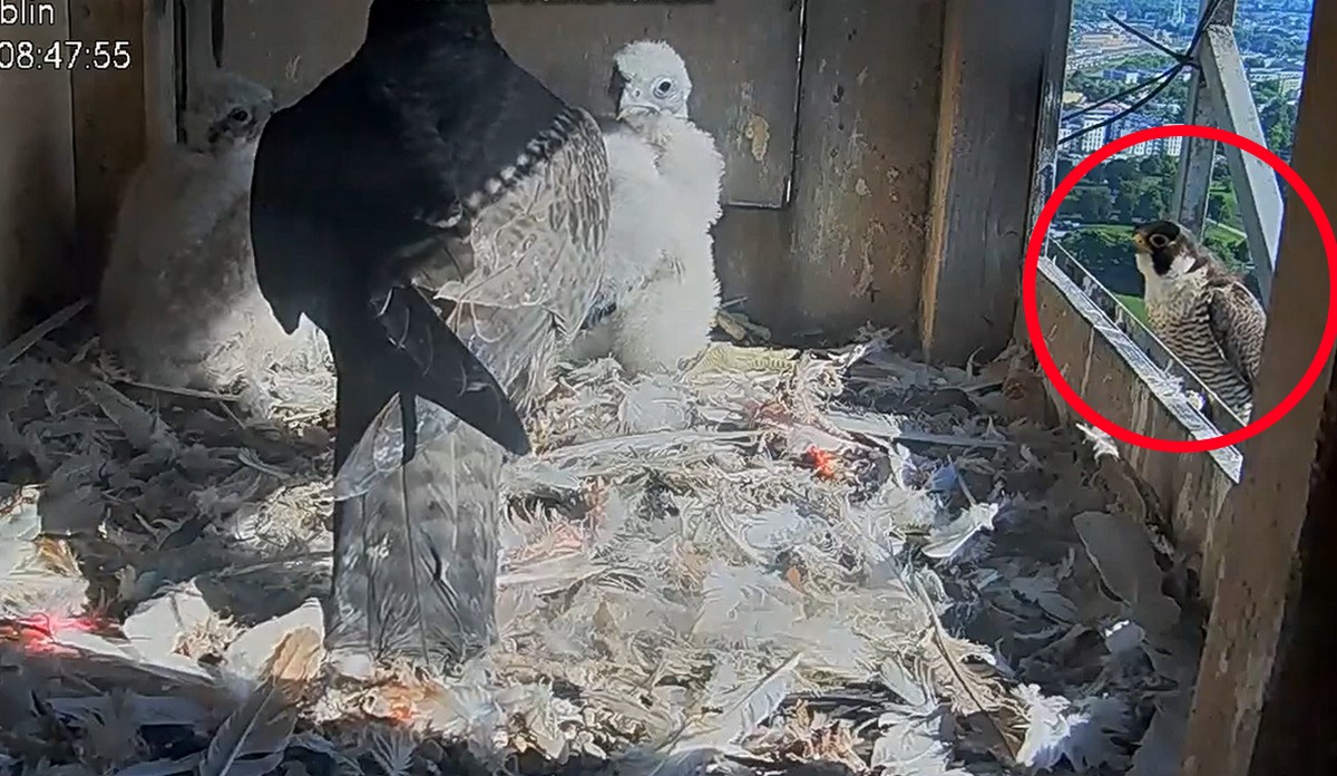 Sokoły TV: pojawił się jakiś samiec, który zaleca się do Wrotki, przynosi do gniazda smakołyki