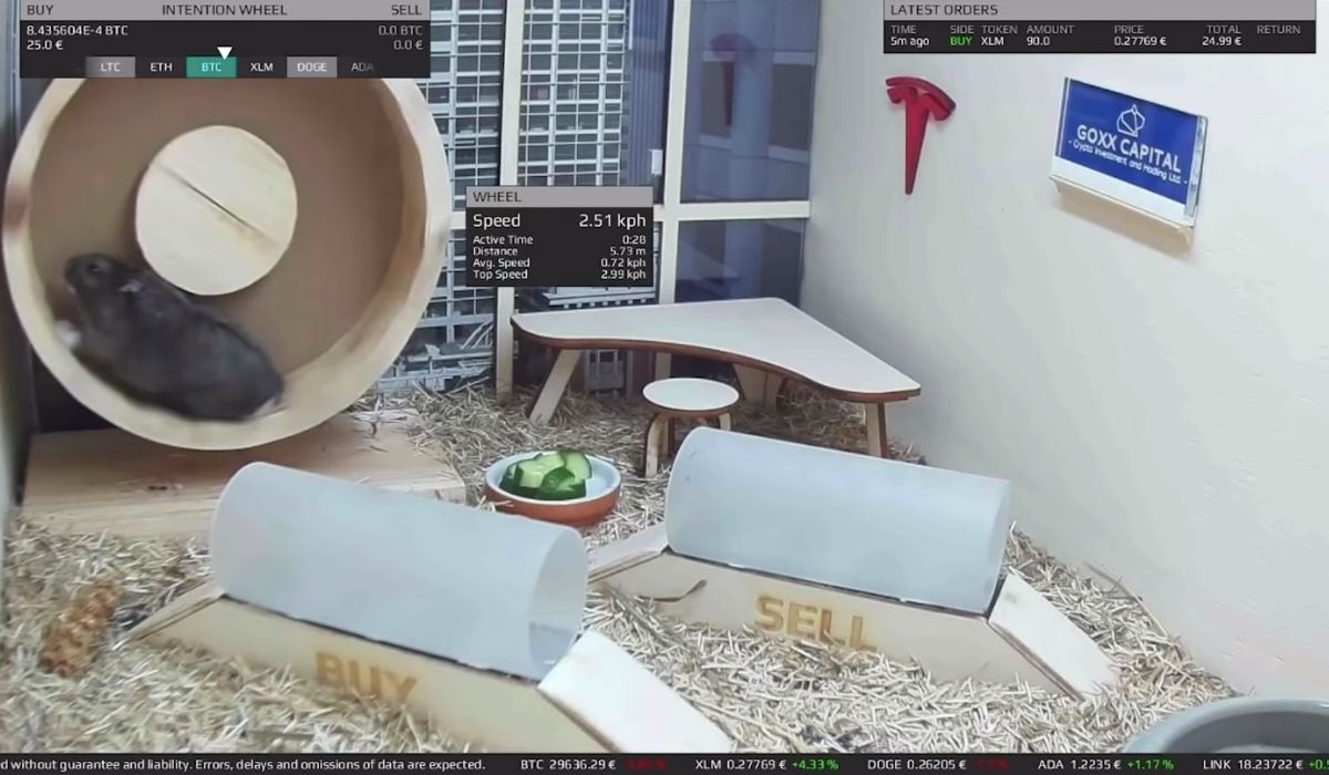 Eksperyment: inwestycje na podstawie losowych wyborów chomika poradziły sobie lepiej, niż inwestycje profesjonalistów