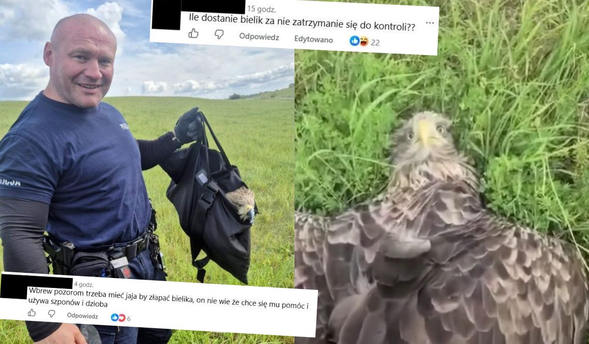 Orzysz: bielik z uszkodzonym skrzydłem został łagodnie pojmany i uratowany przez policjantów