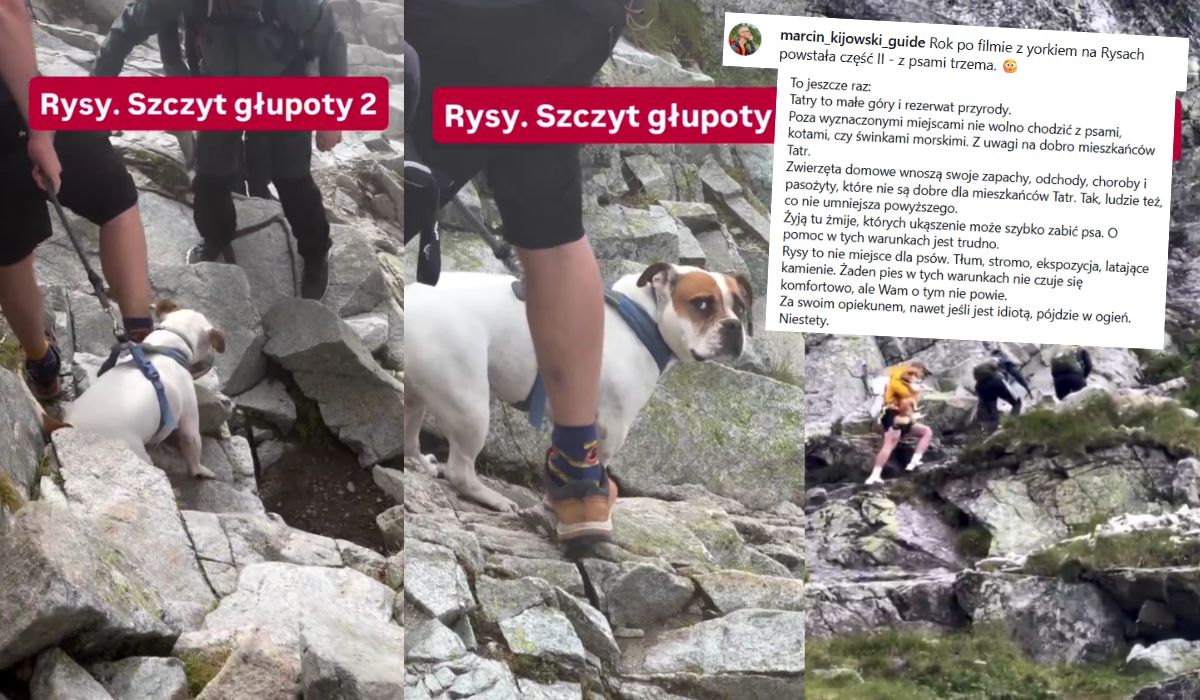 Przewodnik tatrzański przypomina, że branie psów w góry to szczyt głupoty