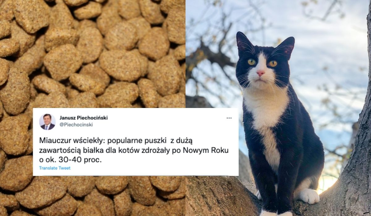 Janusz Piechociński o swym oburzonym kocie Miauczurze: kocia karma podrożała o 30-40%