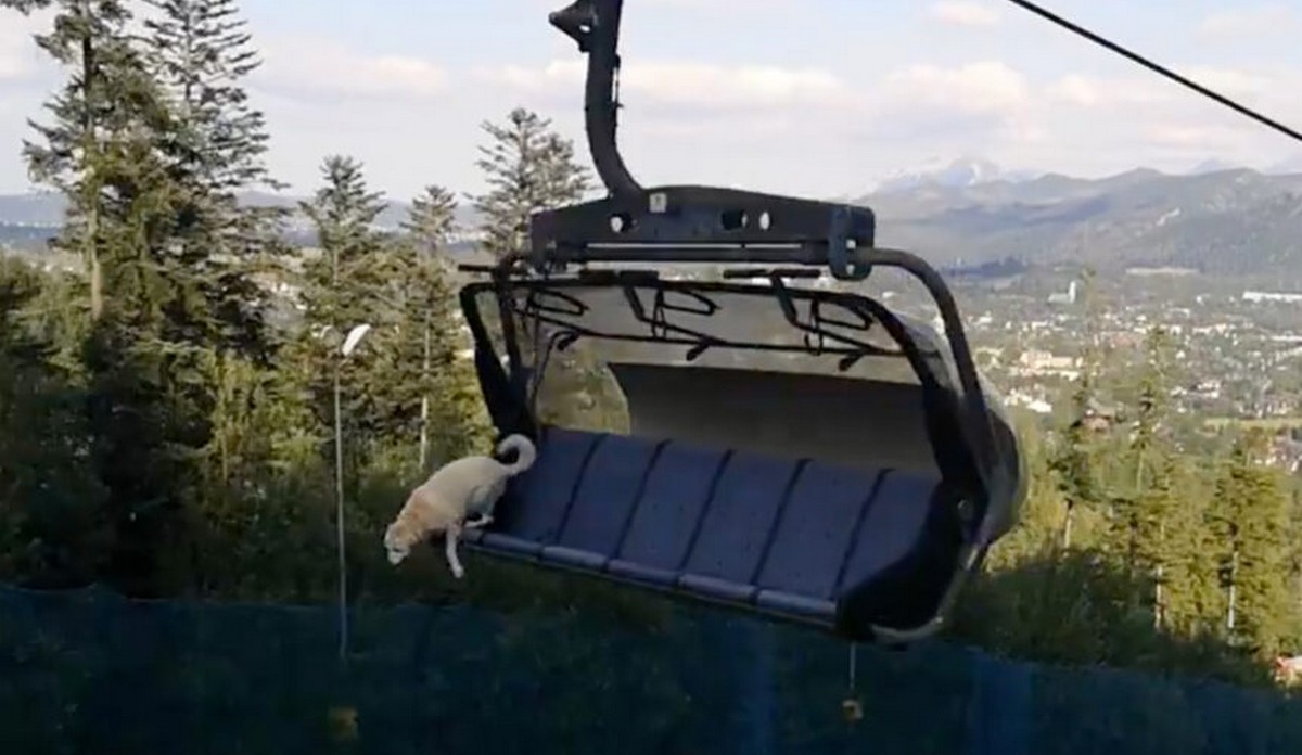 Dochodzenie w sprawie psa, który wyskoczył z kolejki linowej zostało umorzone przez prokuraturę