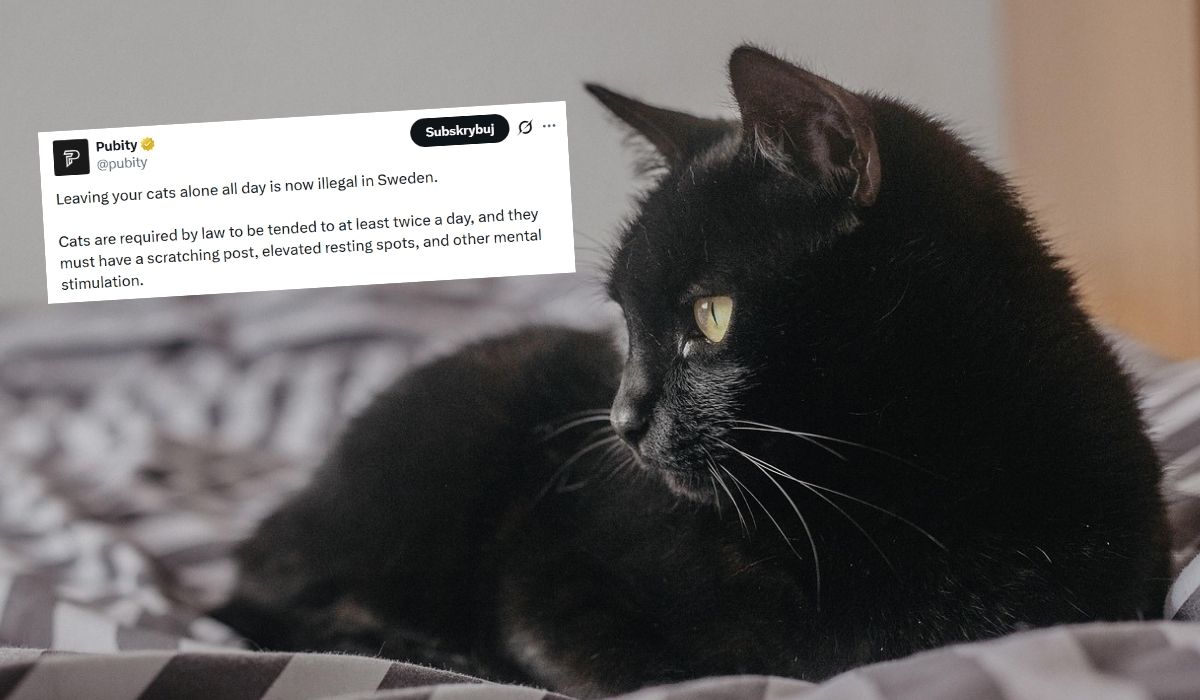 Szwecja wprowadza kary za zostawianie kotków samych w domu