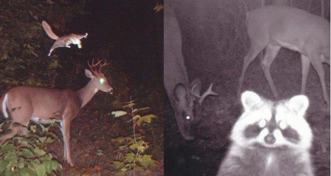 Co wydarzyło się w lesie, zostaje w lesie