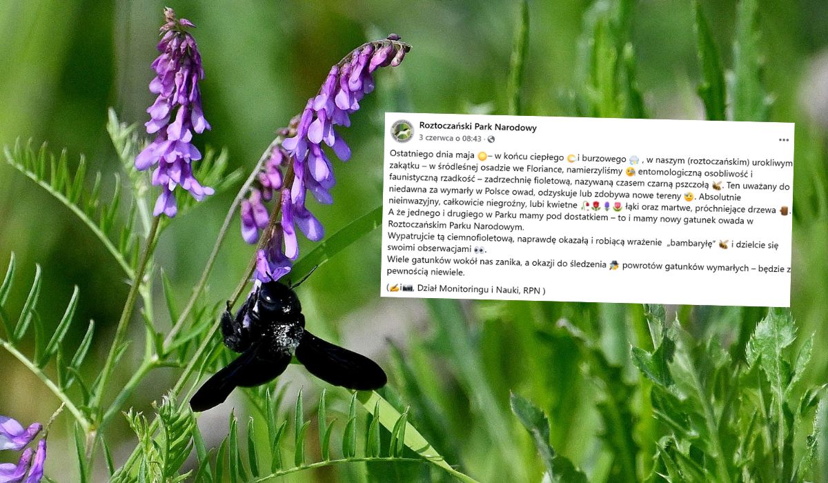 Na Roztoczu zaobserwowano gatunek pszczoły, który do tej pory był uważany za wymarły