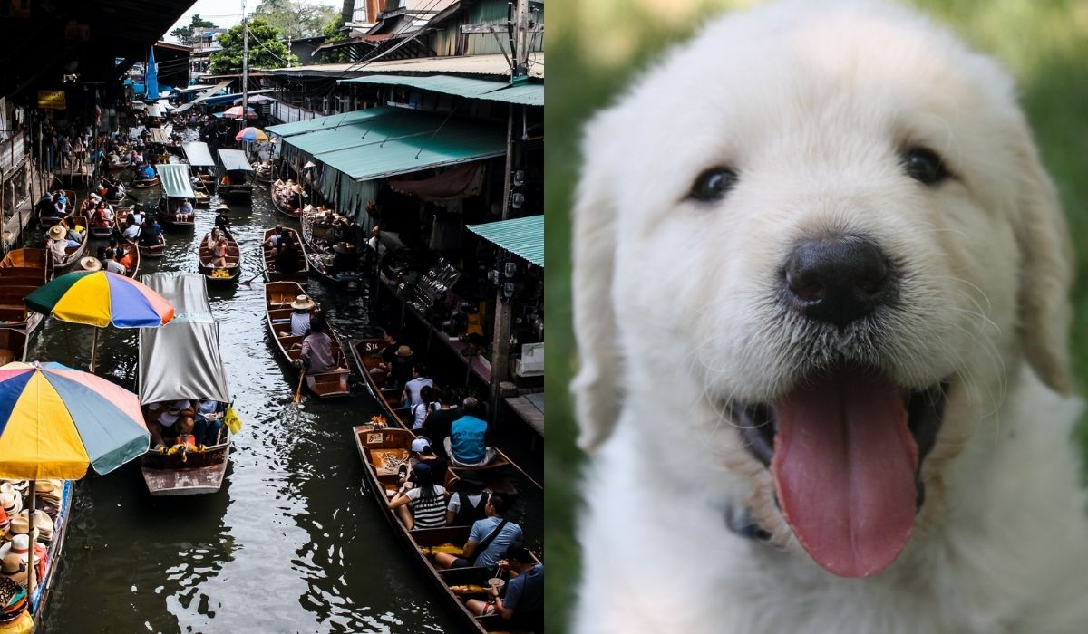 Badanie: specjalnie szkolone psy bardzo dobrze radzą sobie z wykrywaniem koronawirusa w ludzkim pocie