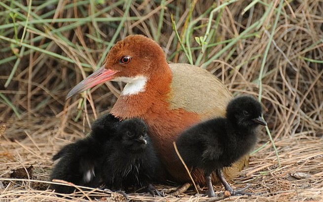 Gatunek ptaka wyginął, ale ewoluował jeszcze raz, więc wrócił