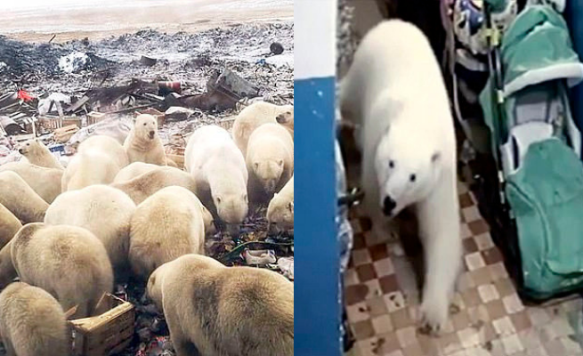 Inwazja niedźwiedzi polarnych na miasto w Rosji