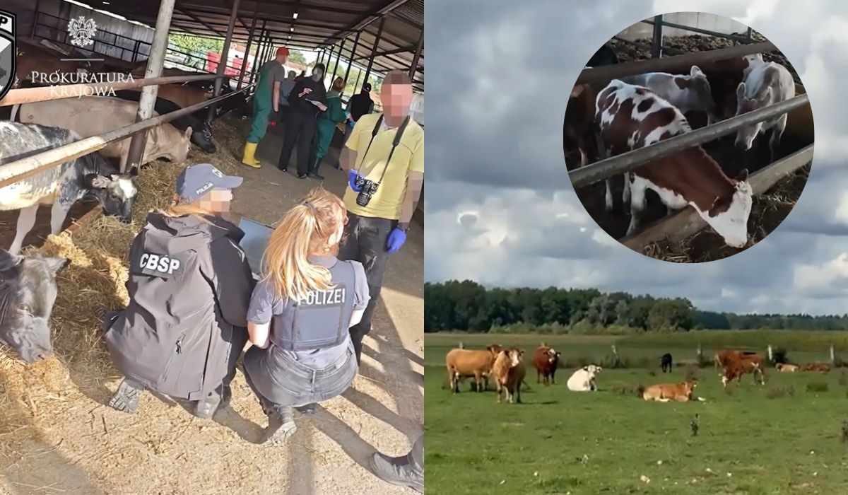Służby rozbiły gang kradnący krowy w Niemczech i przerzucający je do Polski
