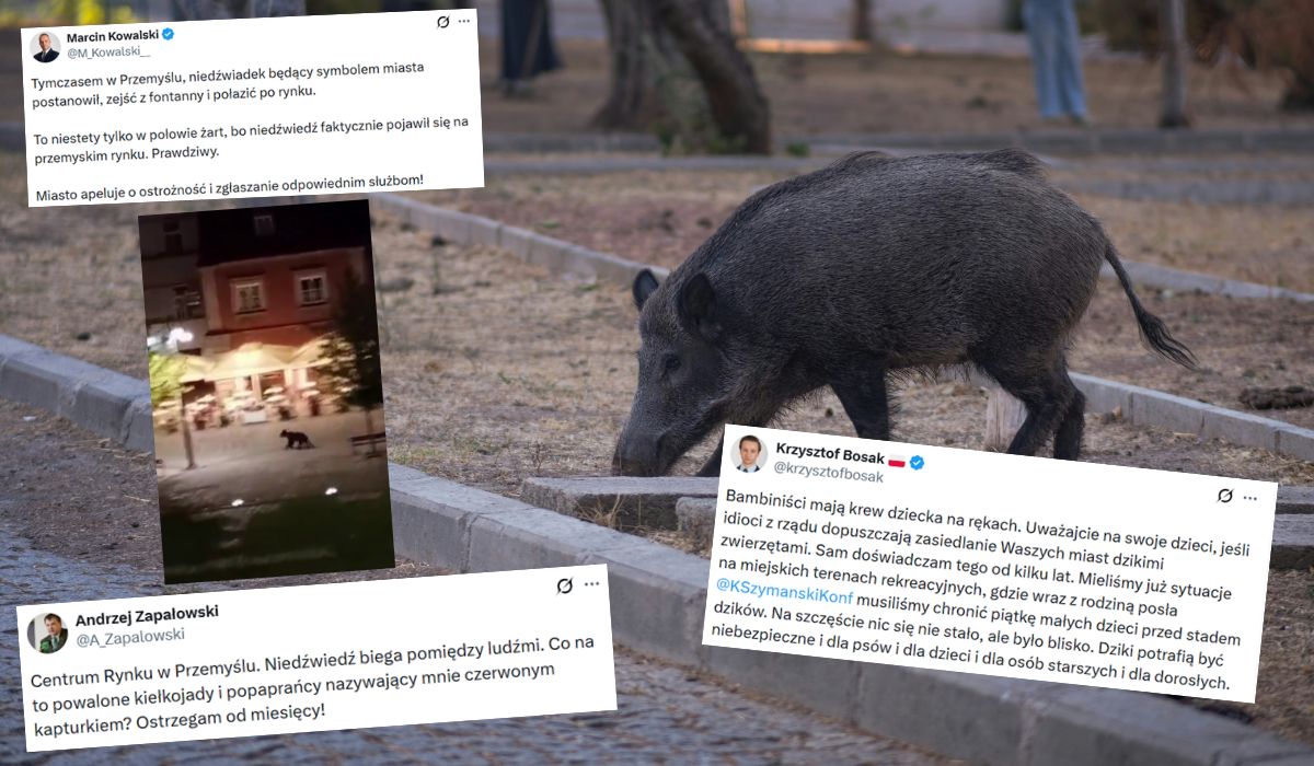Niebezpieczne zdarzenia z lochą w Krakowie i misiem w Przemyślu zmobilizowały służby i Konfederację