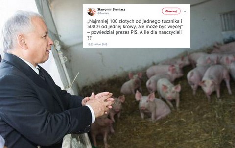 Szef ZNP: najmniej 100 złotych od tucznika i 500 zł od krowy. A ile dla nauczycieli??