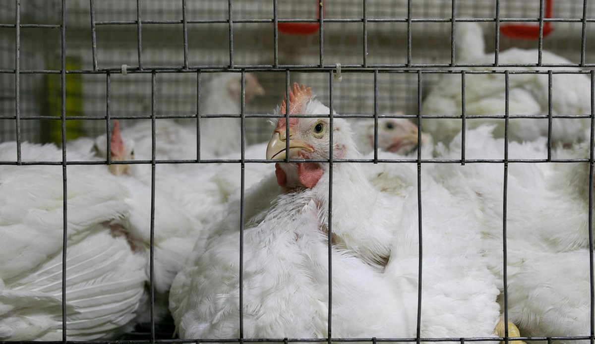 Parlament Europejski za zakazem hodowli klatkowej