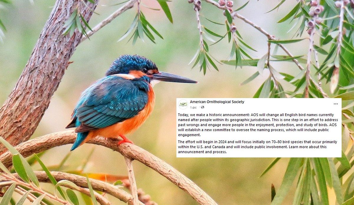 USA: dziesiątki ptaków zmieni nazwy na ładniejsze, bardziej ptasie i mniej uwikłane w historię i politykę