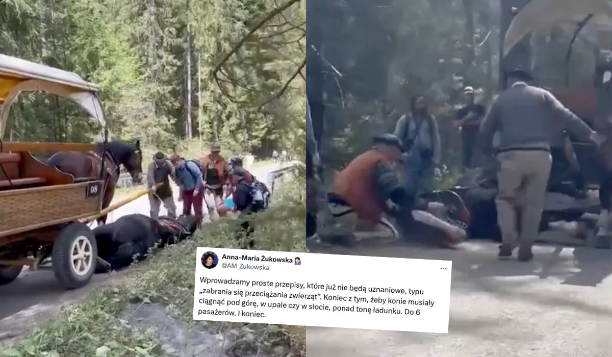 Lewica chce ustawy, która ochroni zwierzęta przed nadmiernym wykorzystaniem w komercyjnych przewozach