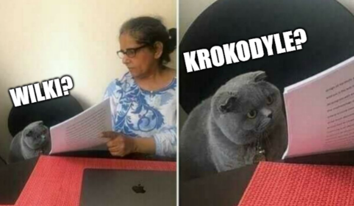 Dębica: mieszkańcy nie mogą się doczekać pomocy z dzikami, więc złożyli formalny wniosek o krokodyle, albo chociaż jakieś wilki