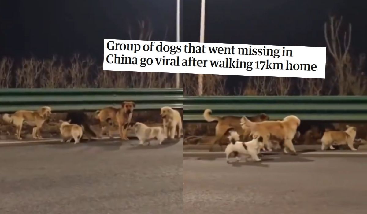 Chiny: stadko zaginionych psów i ich wędrówka do domu stały się viralem, przewodził im dzielny corgi