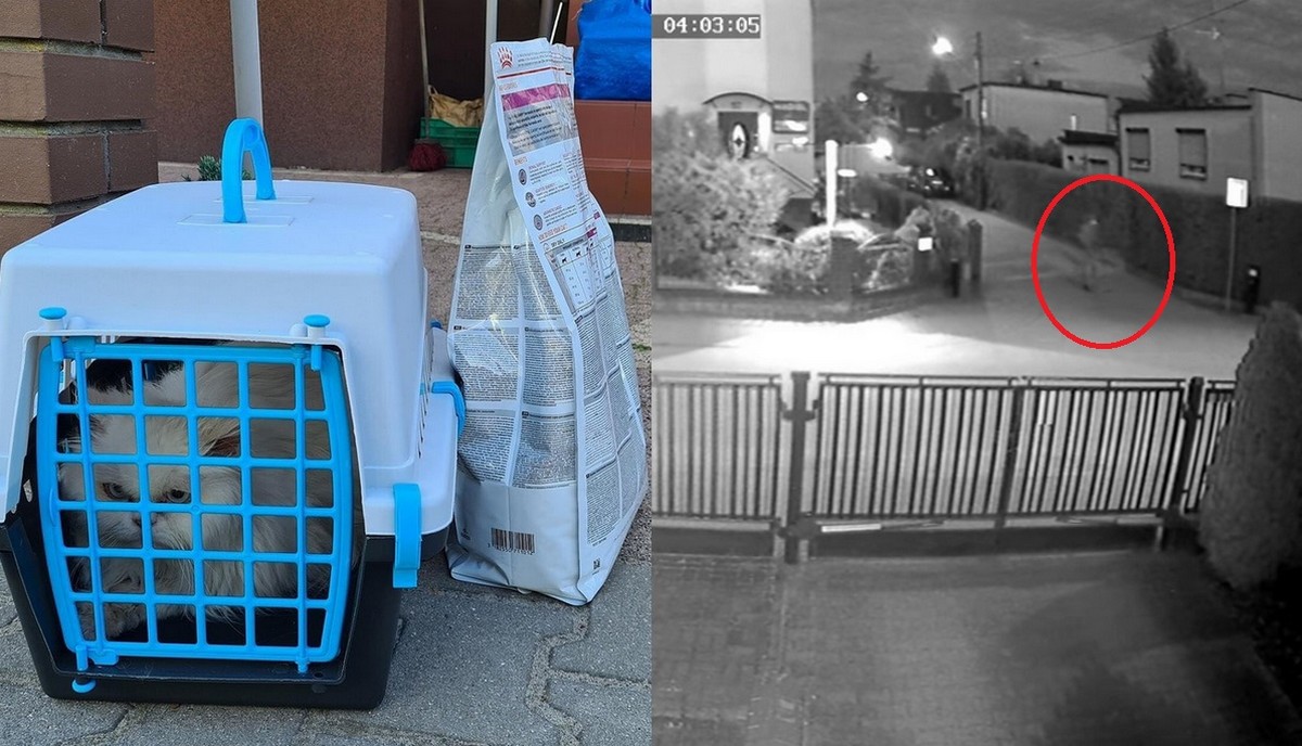 Poznań: mężczyzna podrzucił kitku przed domem, następnie wrócił i zwinął pelargonie