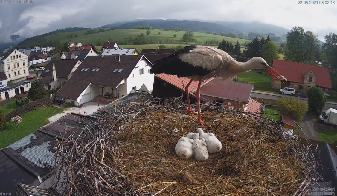 Może chcesz zobaczyć bociani reality show prosto z Czech