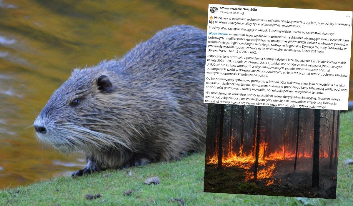Aktywiści ostrzegają: tereny, które teraz płoną, to te same, gdzie zwalcza się bobry