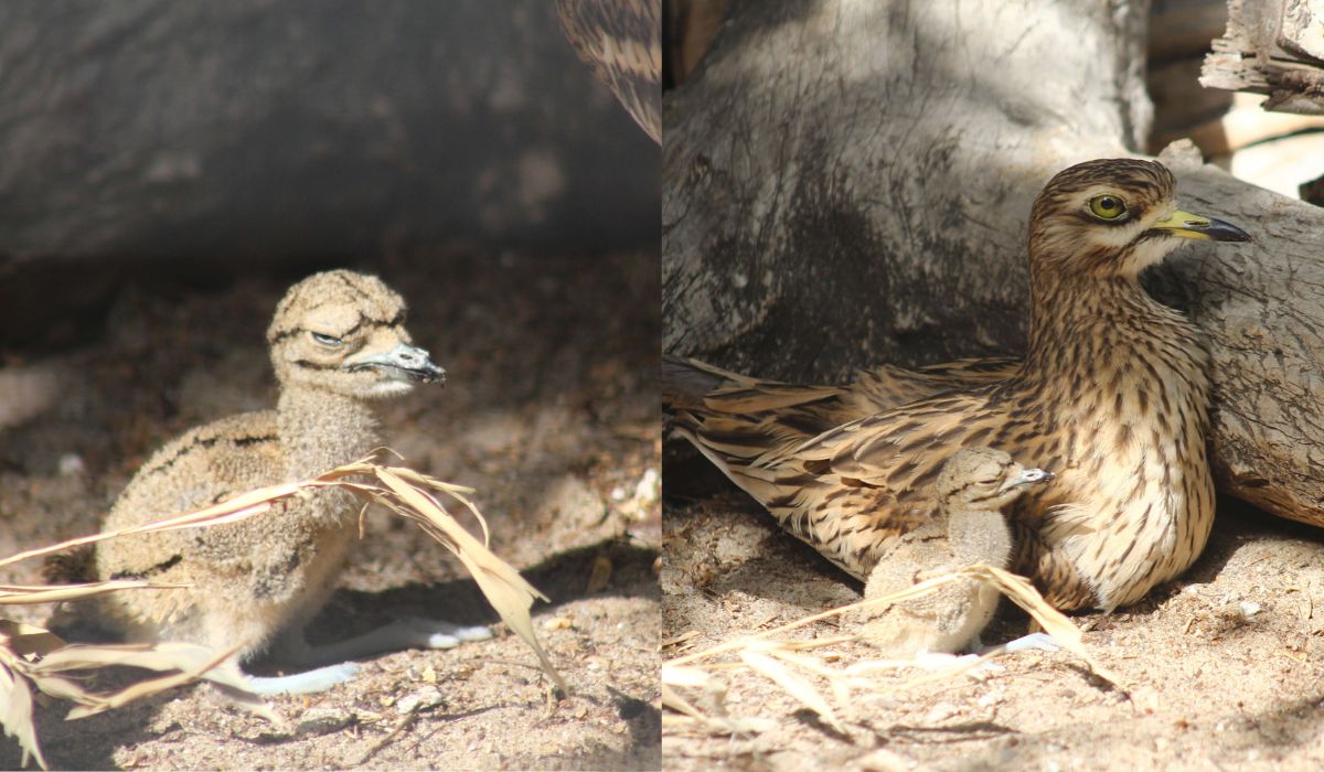 Warszawa: w ZOO wykluło się pisklę kulona i wygląda, jakby było z tego faktu niezadowolone
