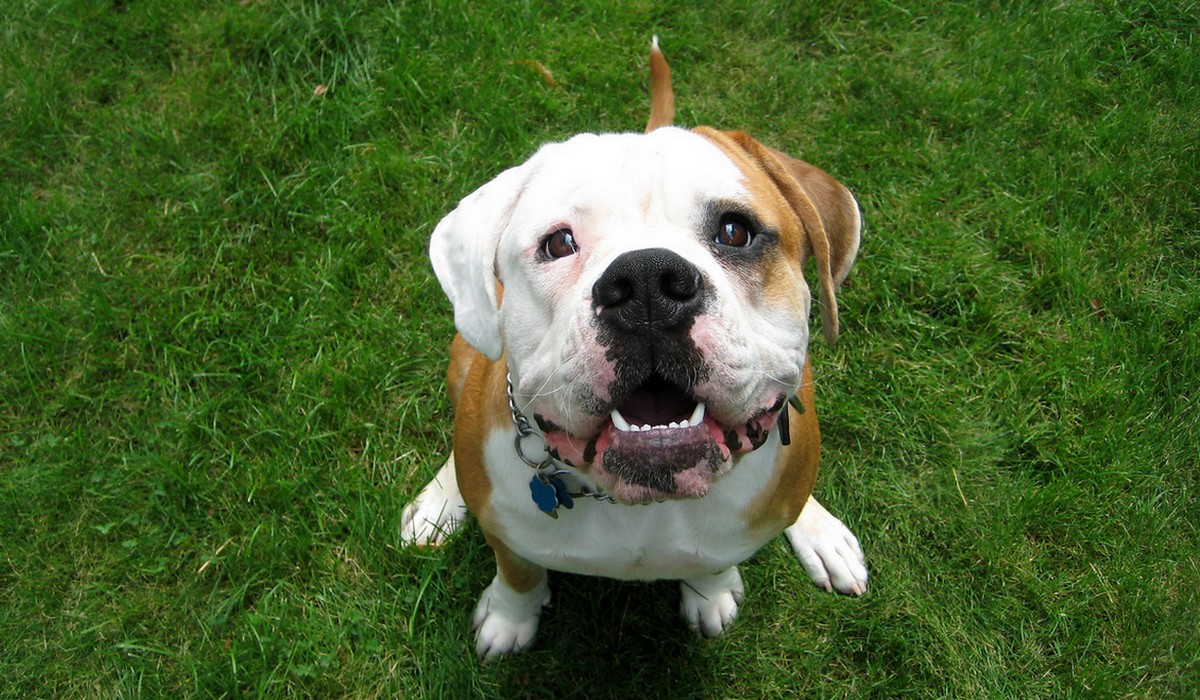 Hiszpania zmieniła prawo i teraz za znęcanie się nad zwierzętami domowymi grozi kara do 2 lat karę więzienia