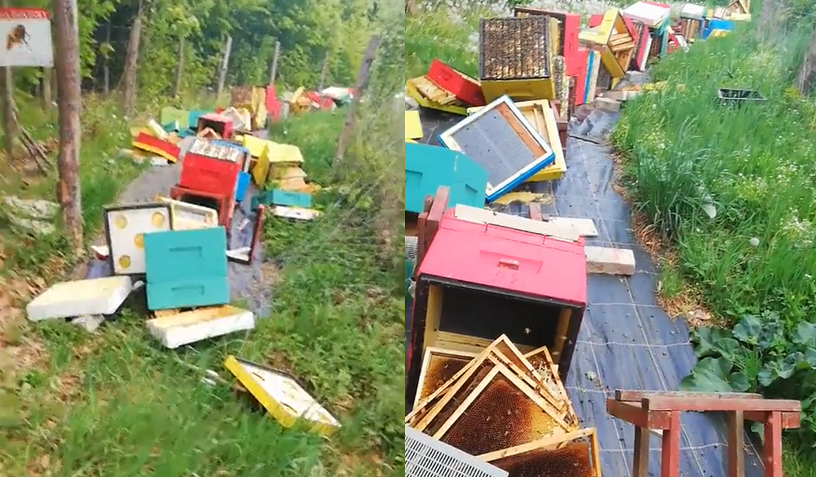 Pszczółki: nieznany sprawca zdewastował kilkadziesiąt uli. "Miód lał się po trawie razem ze zgniecionymi martwymi pszczołami"