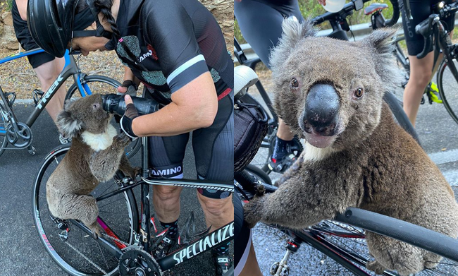 Spragniony koala zatrzymał rowerzystkę i wypił jej wodę z bidonów