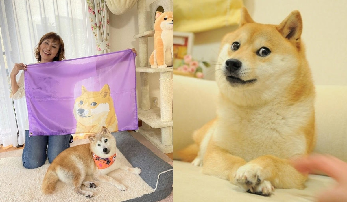 Kabosu, czyli ta psina znana z memów, obchodzi dziś 17. urodziny