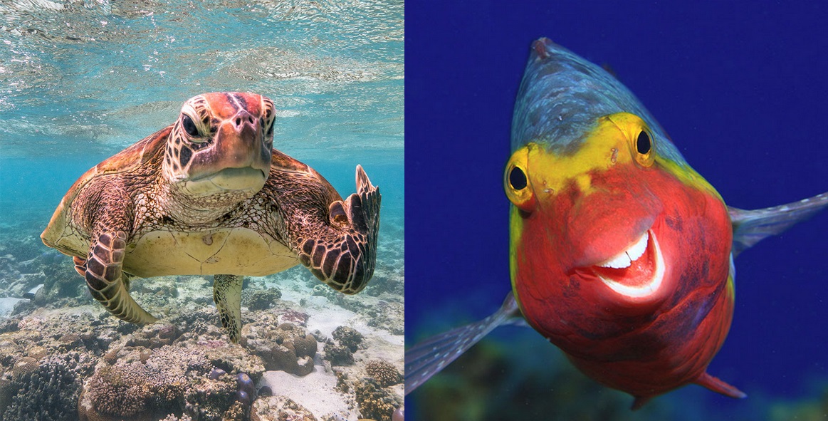 Finałowe zdjęcia Comedy Wildlife Photography Awards 2020, które, no, po prostu zobacz