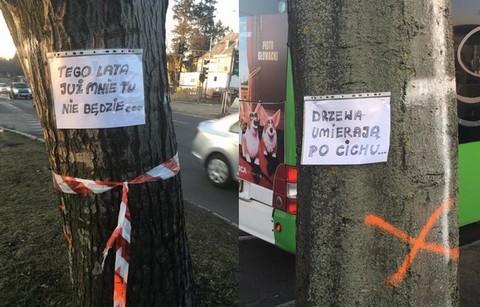 W Szczecinie mieszkańcy protestują przeciwko wycince drzew