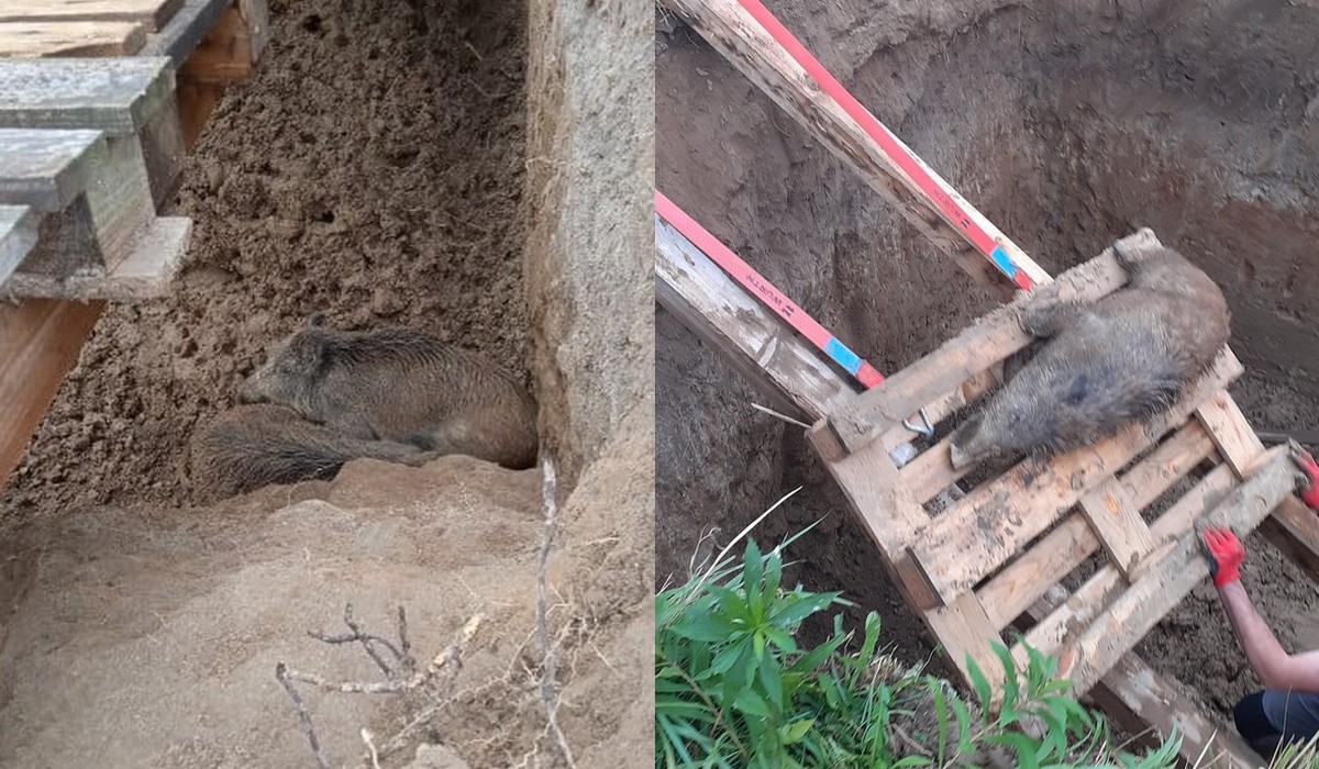 Czerwonak: straż gminna wyciągnęła dziki z dołu za pomocą "windy z palet"