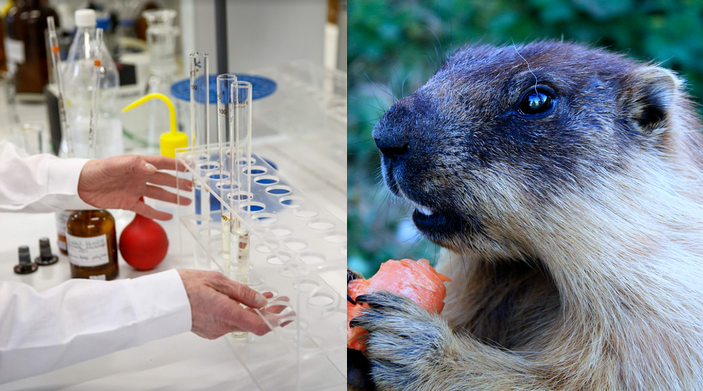 Mongolia: w jednym z regionów wprowadzono kwarantannę z uwagi na ryzyko dżumy