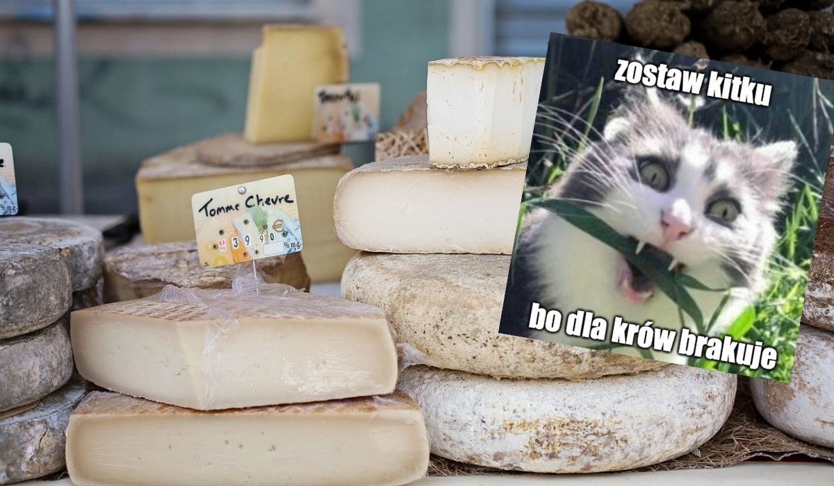 Francja: susza tak dopiekła rolnikom i krowom, że trzeba było zmienić normy żywienia i produkcji serów