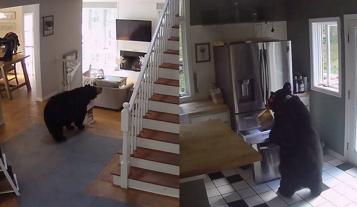 USA: niedźwiedź włamał się do domu, ukradł lasagnę z zamrażarki i sobie poszedł