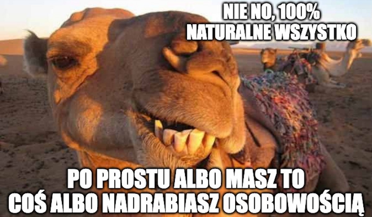 Arabia Saudyjska: 43 wielbłądy zdyskwalifikowane w konkursie piękności za botoks