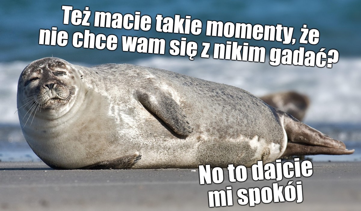 Eksperci przypominają, że zaczepianie fok na polskich plażach przez turystów to słaby pomysł