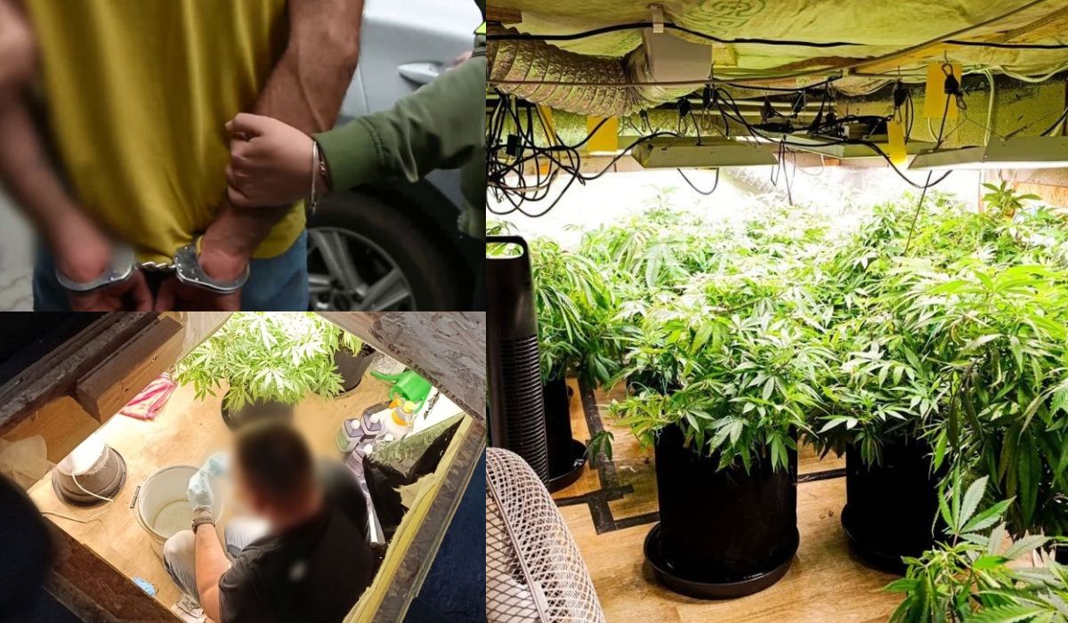 Strzelce Krajeńskie: policjanci odkryli tajemnicze drzwi, a za nimi zaczarowany ogród marihuany