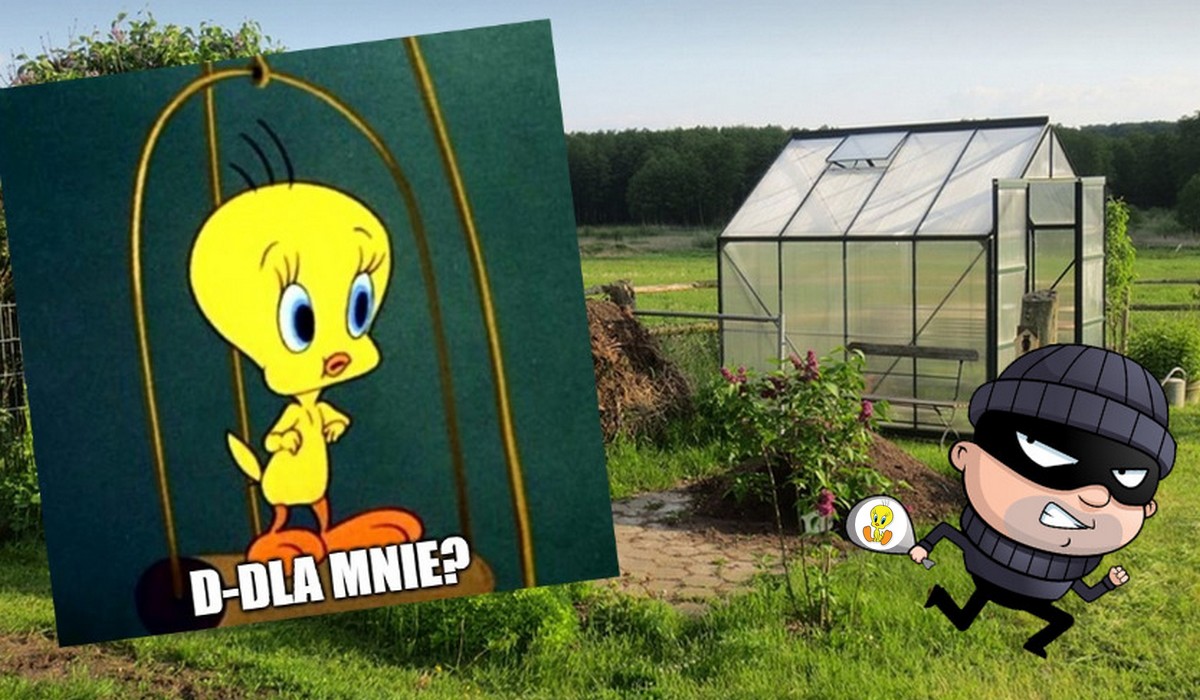 Kraków: starszy pan wpadł na kradzieży kanarka, którego ukradł dla swojej samotnej samiczki kanarka