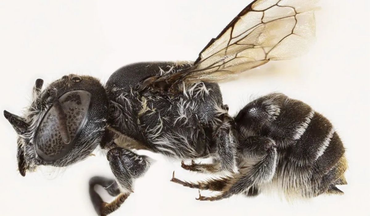 Australia: odkryto nowy gatunek rogatej pszczoły, która wygląda, jakby robiła grzeszny miód