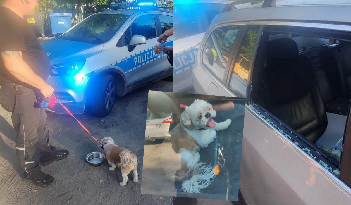 Luboń: policja wybiła szybę w BMW niefajnego właściciela, w którym był fajny pies